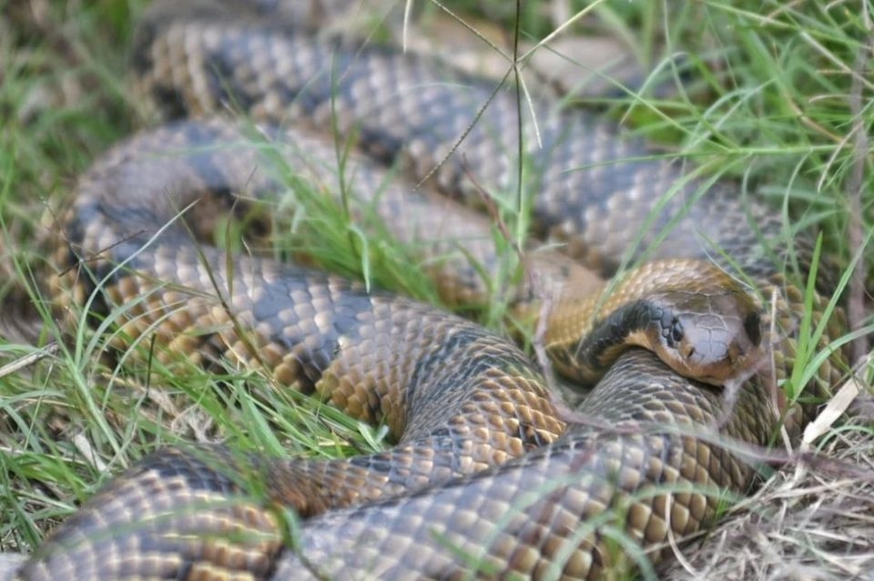 La crecida del río favorece la aparición de serpientes y otras especies