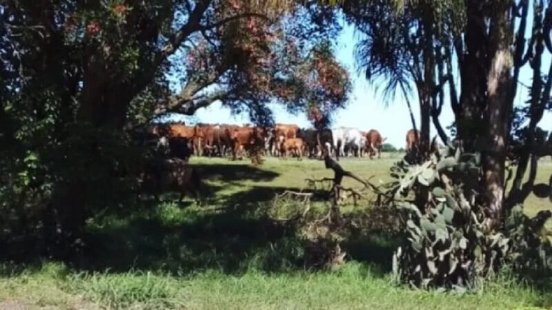 Actualizan herramienta online para que el ganadero ¿Cómo se usa?