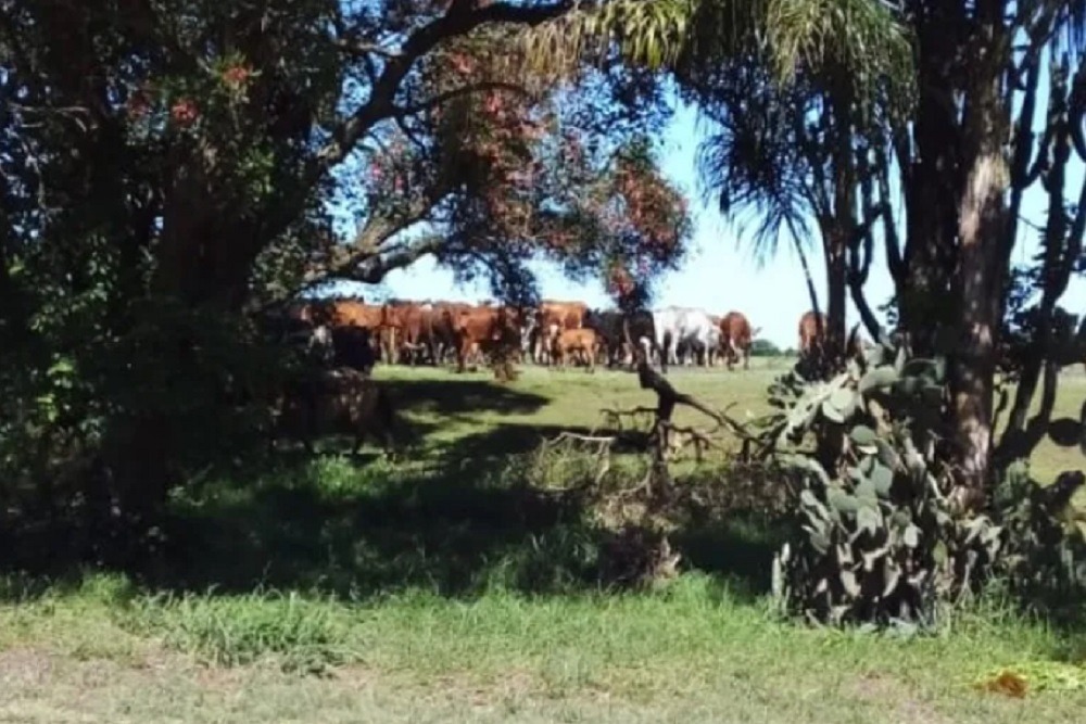 Actualizan herramienta online para que el ganadero ¿Cómo se usa?