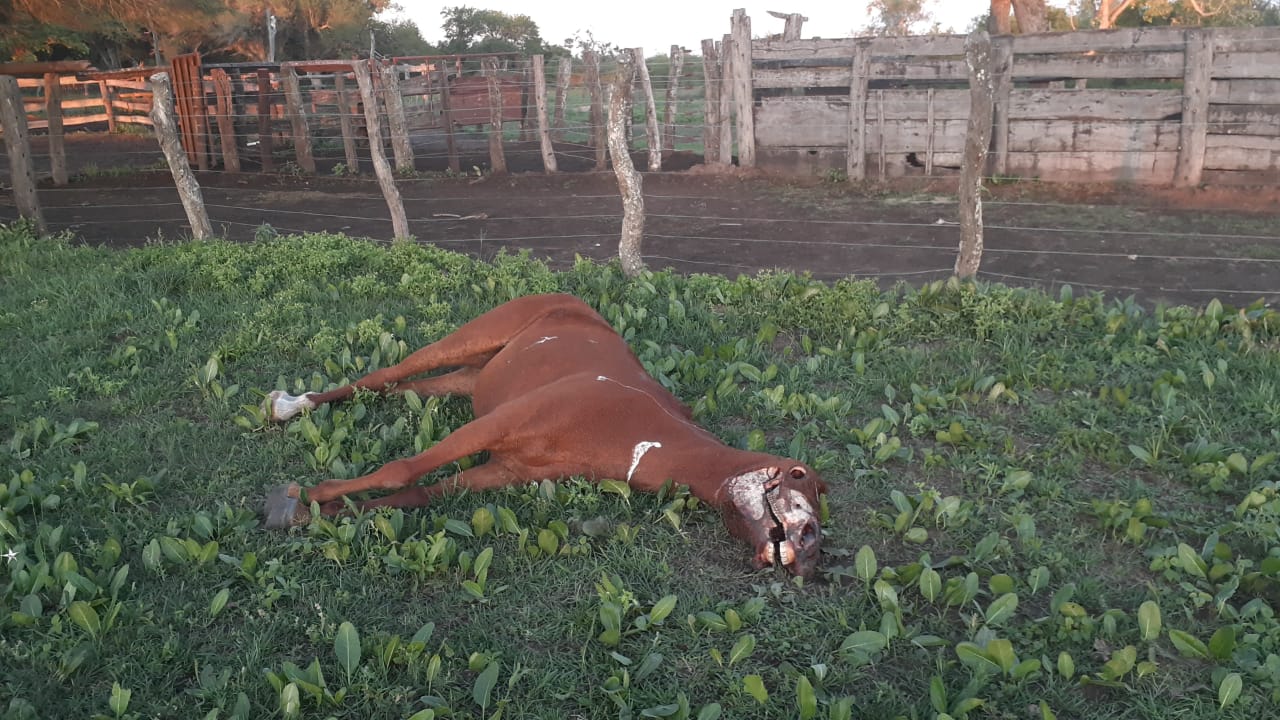 Aparecieron animales mutilados en Avellaneda ¿Qué contó el dueño del campo?