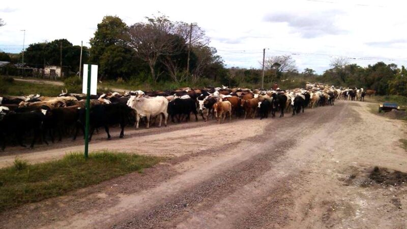 El municipio de Ocampo pide precaución en el tránsito por el movimiento de ganado