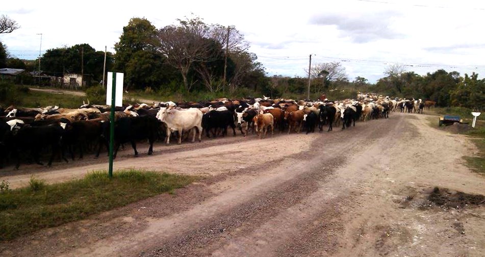 El municipio de Ocampo pide precaución en el tránsito por el movimiento de ganado