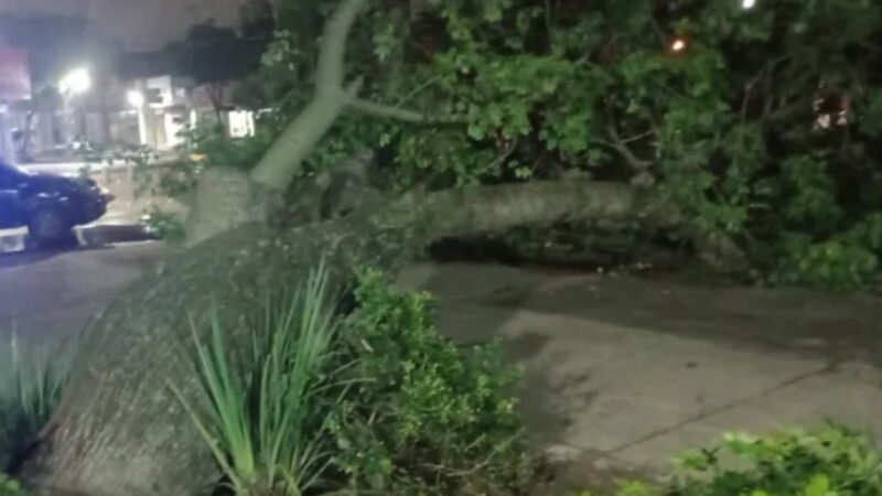Reconquista: cayó un palo borracho en la Plaza Central
