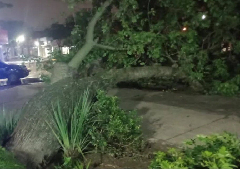 Reconquista: cayó un palo borracho en la Plaza Central