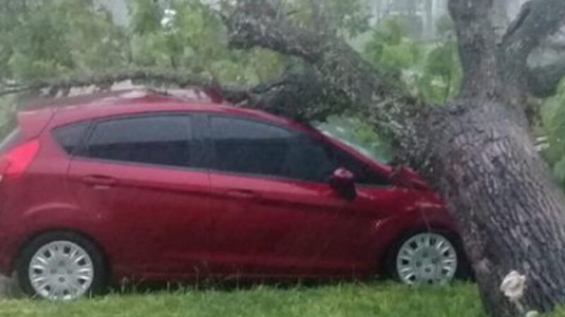 Los Laureles: Un árbol cayó sobre el auto de Juan Pablo Ferezin. Seguí las noticias en DMH