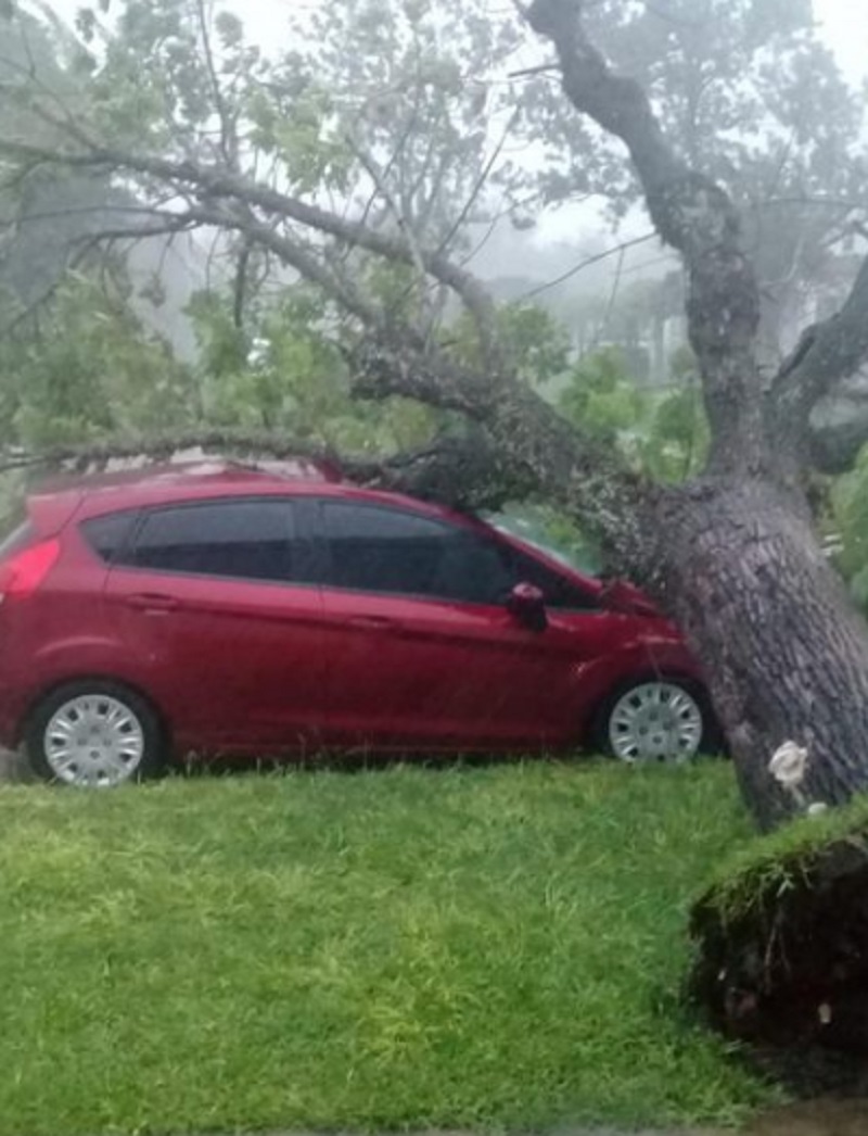 Los Laureles: Un árbol cayó sobre el auto de Juan Pablo Ferezin. Seguí las noticias en DMH