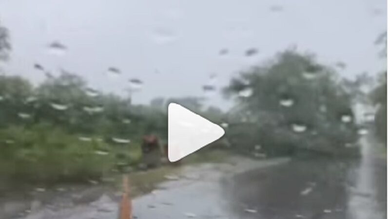 La Lola: árbol caído sobre la ruta. Mirá el video de DMH Instagram