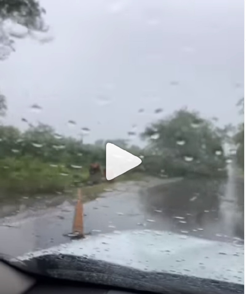 La Lola: árbol caído sobre la ruta. Mirá el video de DMH Instagram