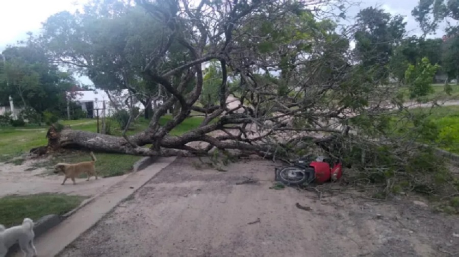 Reconquista: Un árbol cayó encima de dos jóvenes cuando circulaban en moto