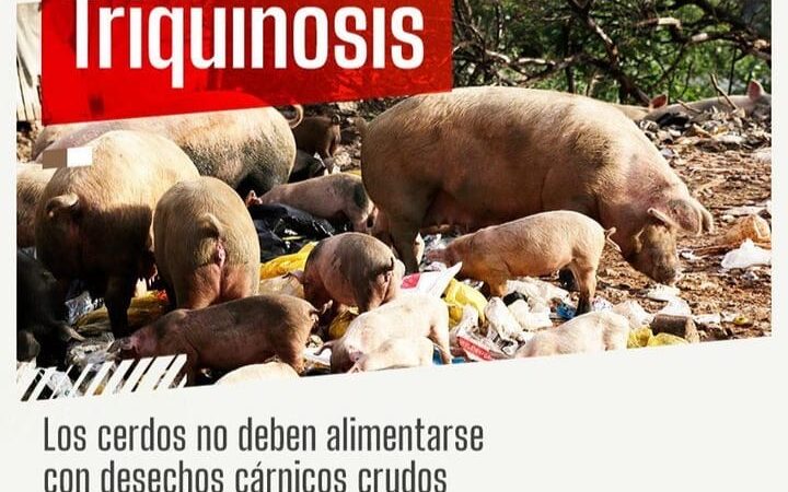 Recomendaciones para prevenir la Triquinosis