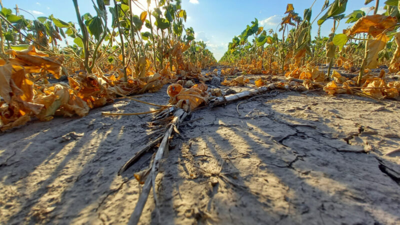 Productores agropecuarios en alerta por la sequía