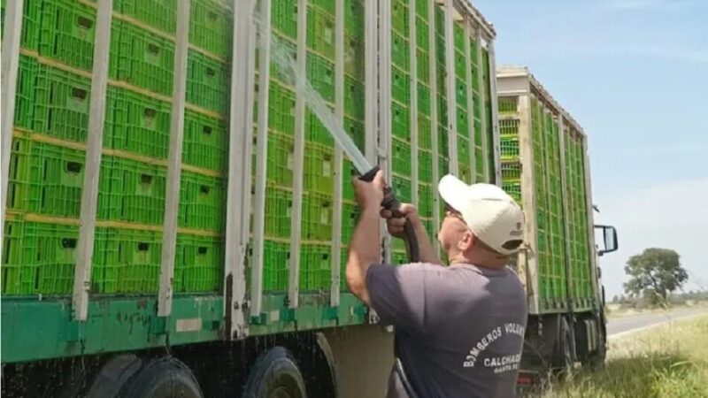 Calchaquí: Bomberos arrojaron agua para salvar pollos