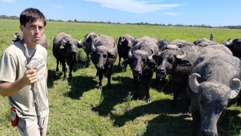 Crían búfalos y gallinas pastoriles en el norte santafesino