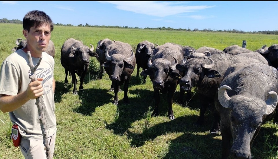 Crían búfalos y gallinas pastoriles en el norte santafesino