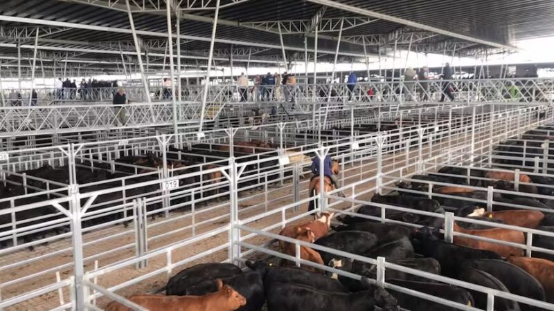 Oferta restringida y precios en alza en el Mercado Agroganadero de Cañuelas