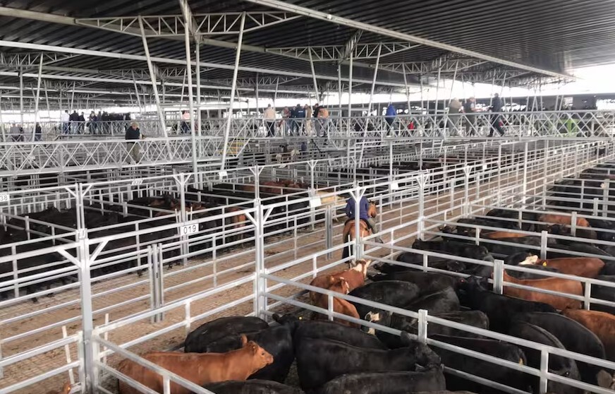 Oferta restringida y precios en alza en el Mercado Agroganadero de Cañuelas