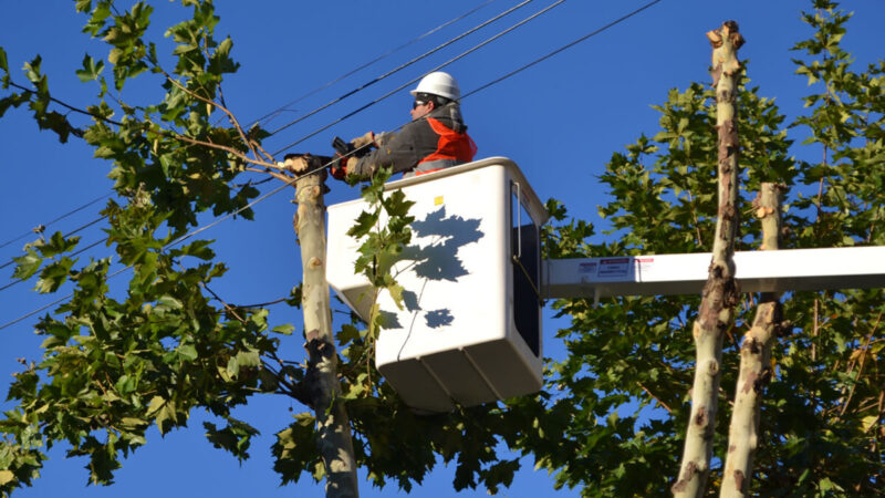 Avellaneda: realizan trabajos de poda para extender la fibra óptica ¿En qué barrio?
