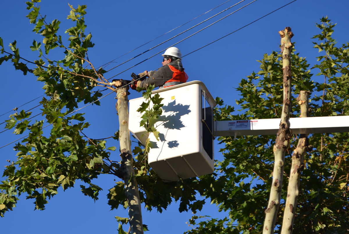 Avellaneda: realizan trabajos de poda para extender la fibra óptica ¿En qué barrio?