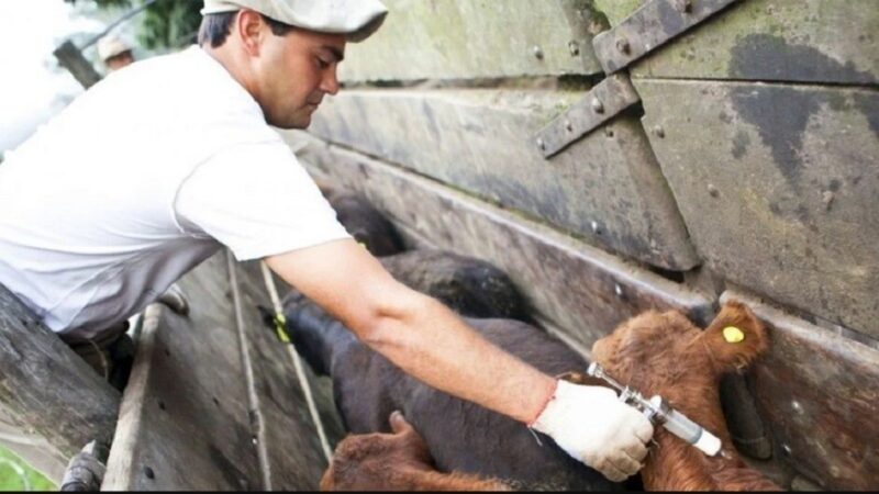 El gobierno permitirá utilizar una vacuna antiaftosa bivalente