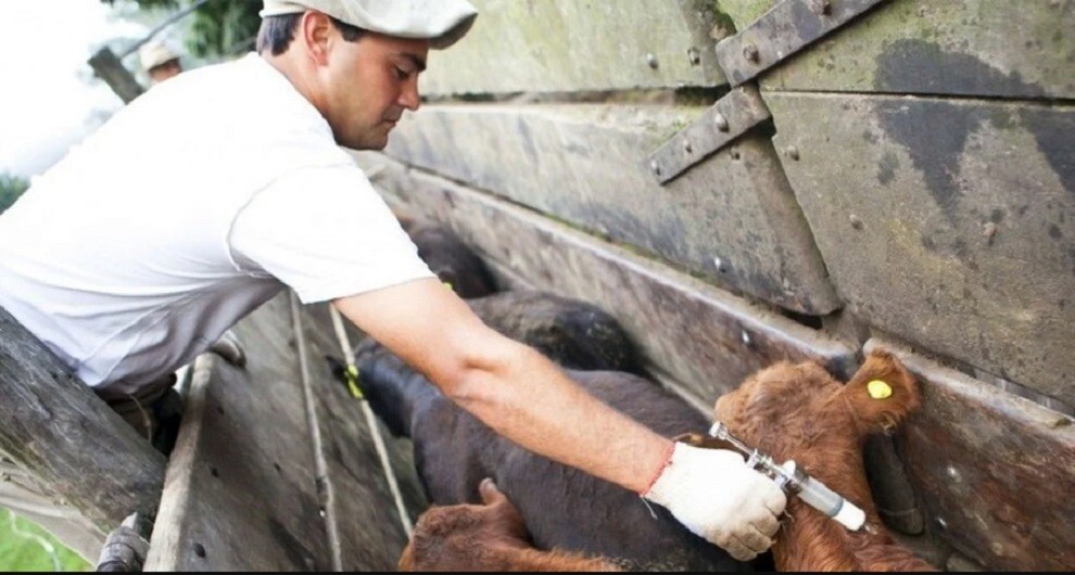 El gobierno permitirá utilizar una vacuna antiaftosa bivalente