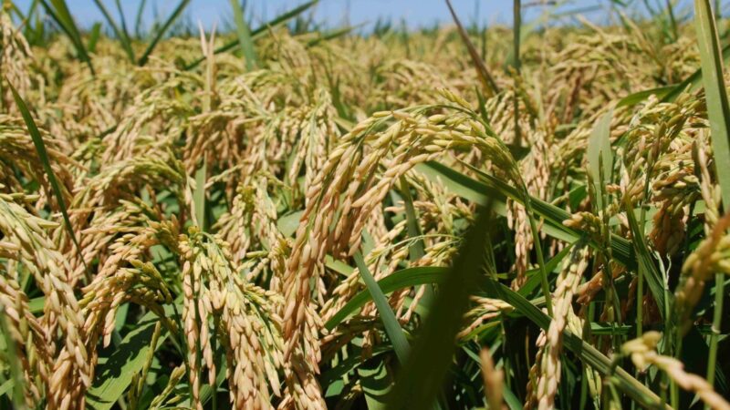 Santa Fe realiza mejoramiento genético del arroz en San Javier
