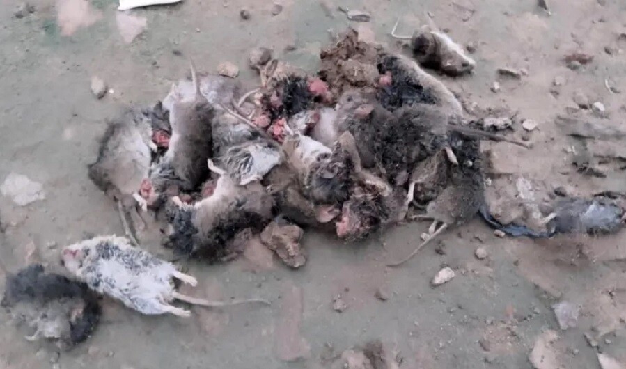 Los Amores: Suspendieron las clases por la invasión de ratas