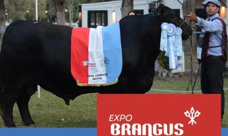 Reconquista: anunciaron la Expo Santafesina de Brangus 2024