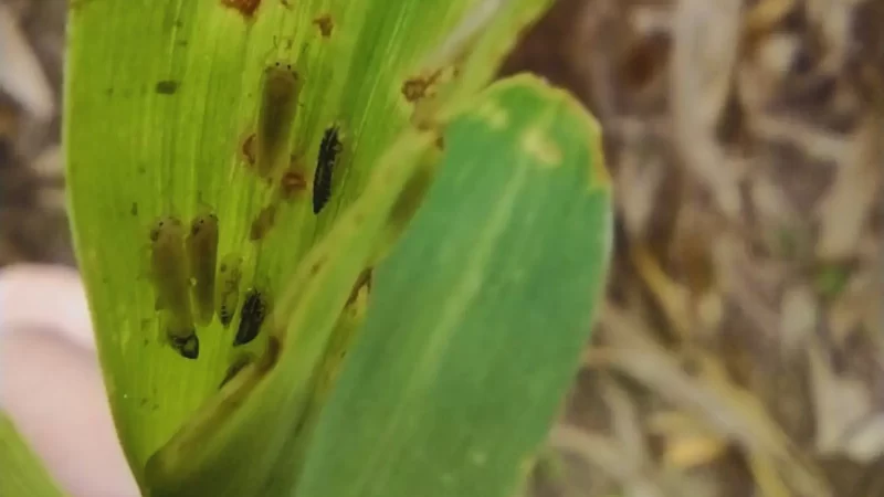 Monitorean la chicharrita del maíz para analizar su evolución