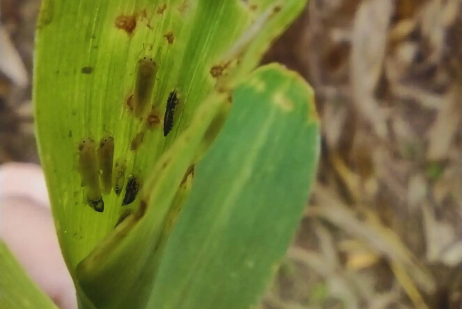 Monitorean la chicharrita del maíz para analizar su evolución