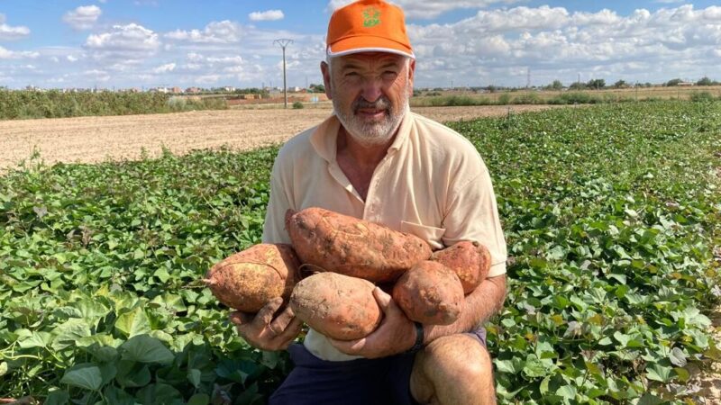 Los Laureles: El curso de cultivo de batata  comienza el 25 de junio