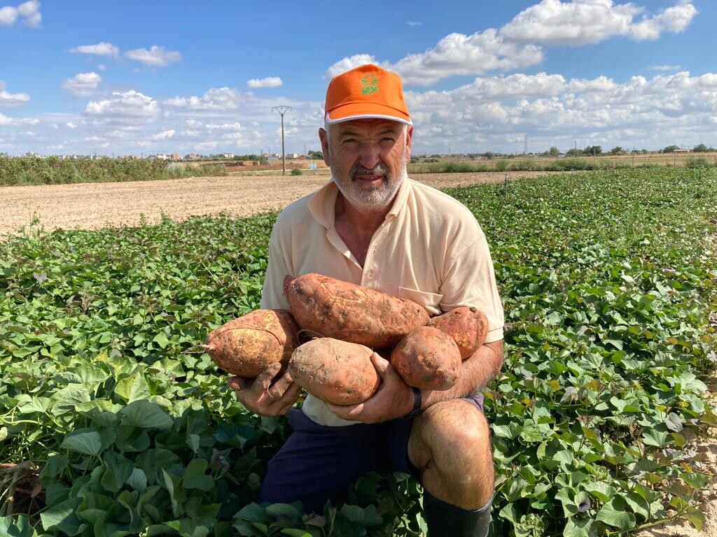 Los Laureles: El curso de cultivo de batata  comienza el 25 de junio