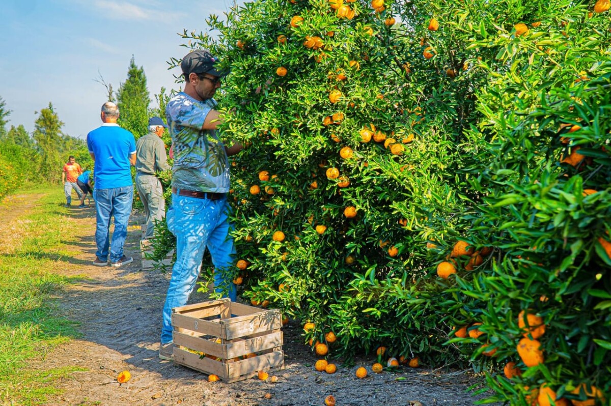 Malabrigo: nueva edición del concurso de cosecha de cítricos