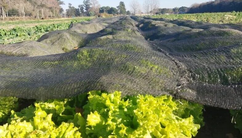 Cómo reducir el impacto de las heladas en hortalizas y frutales