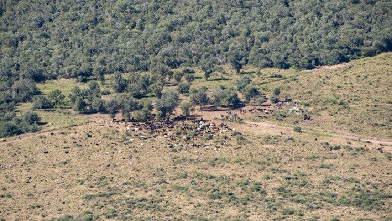 Santa Fe avanza en la creación del Comité de Cuenca Forestal