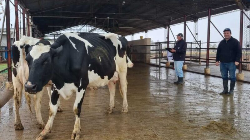 Expo Rural : séptimo concurso de vacas a campo en Rafaela