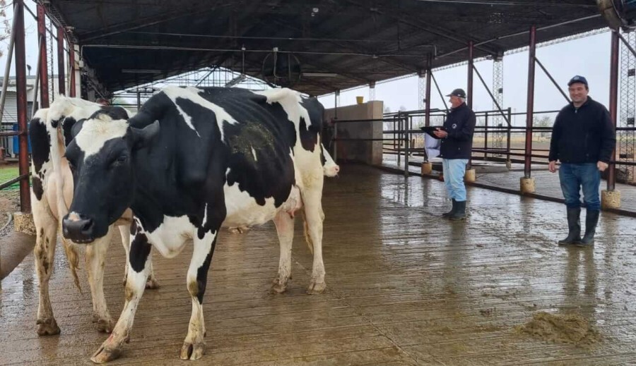 Expo Rural : séptimo concurso de vacas a campo en Rafaela