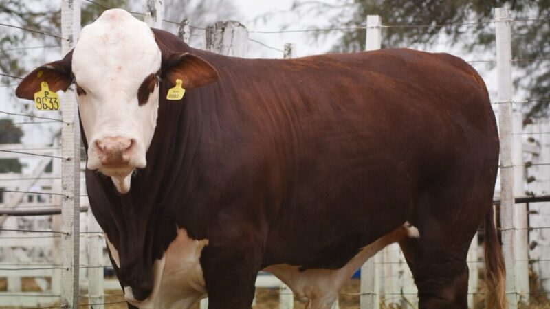 San Justo: Brangus y Braford brillaron en la 80° Expo Rural