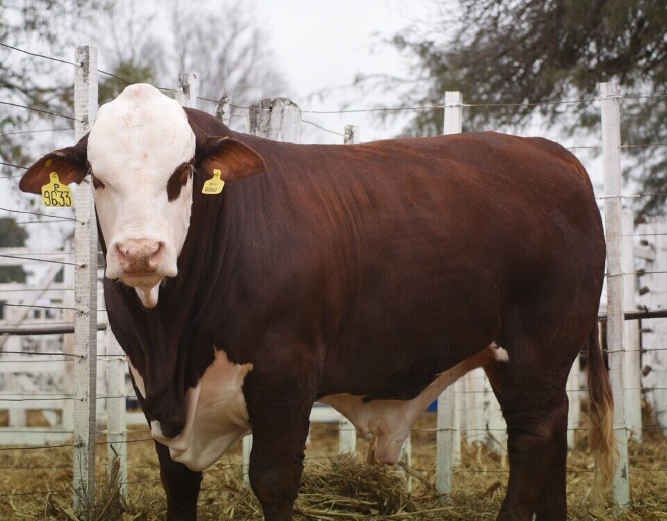 San Justo: Brangus y Braford brillaron en la 80° Expo Rural