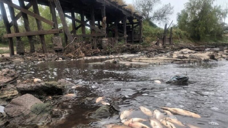 Preocupación por mortandad de peces en el arroyo El Rey