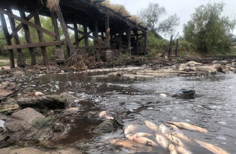 Preocupación por mortandad de peces en el arroyo El Rey