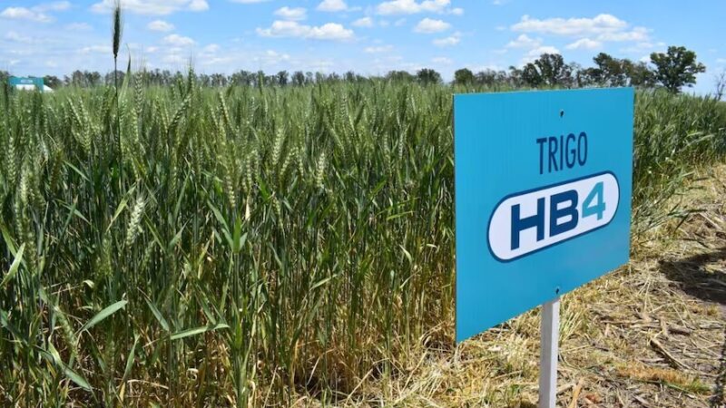 EE.UU. aprueba la producción y comercialización del trigo HB4
