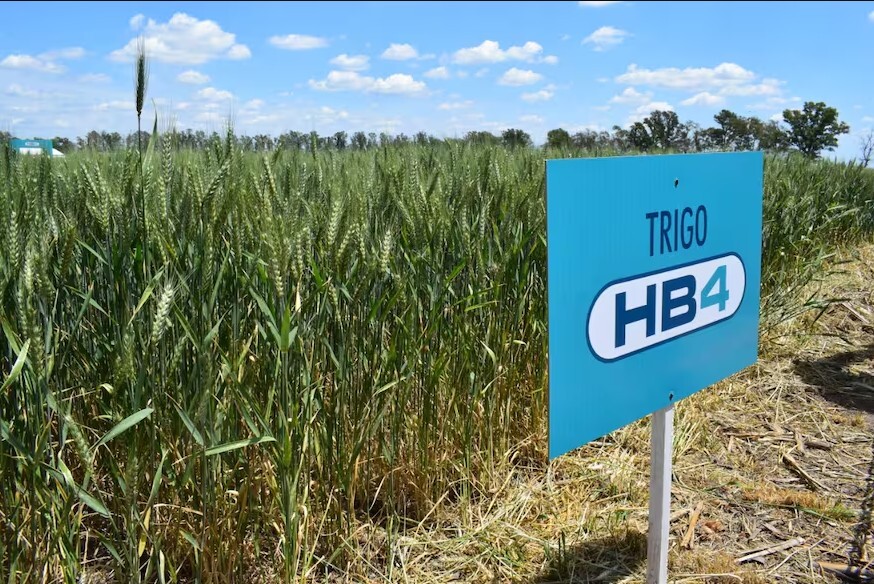 EE.UU. aprueba la producción y comercialización del trigo HB4
