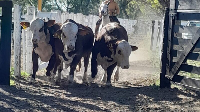 Vera y la región se preparan para la Expo Rural 2024