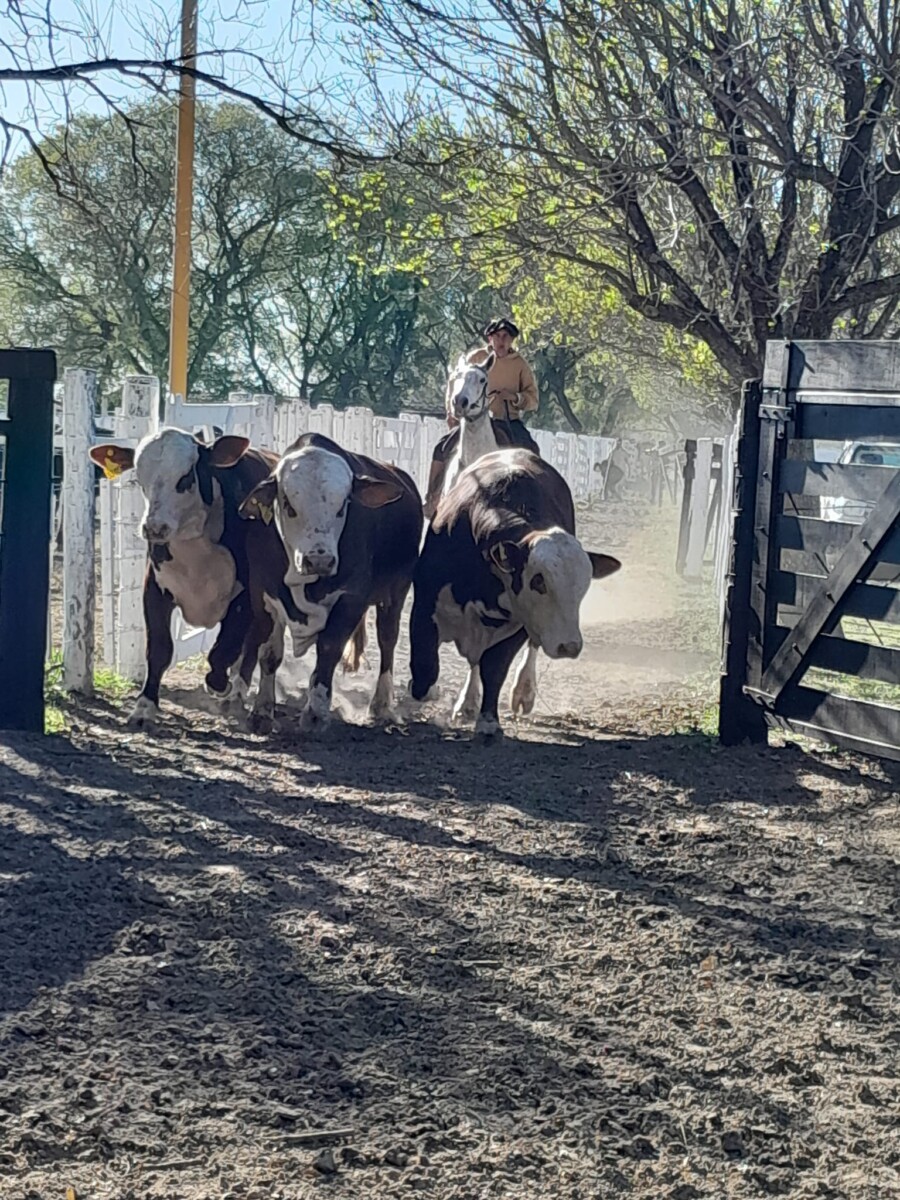Vera y la región se preparan para la Expo Rural 2024