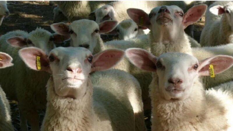 Nueva jornada sobre producción de ovinos en la ExpoRural de Rafaela