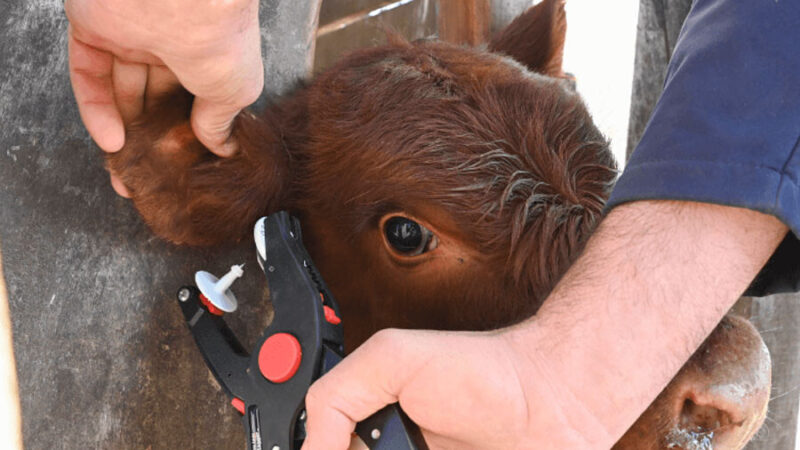 El Gobierno reemplaza la “marca a fuego” para el control del ganado