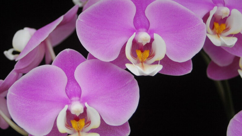 Este fin de semana, Exposición de Orquídeas en Corrientes