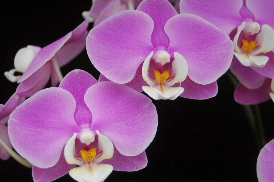 Este fin de semana, Exposición de Orquídeas en Corrientes
