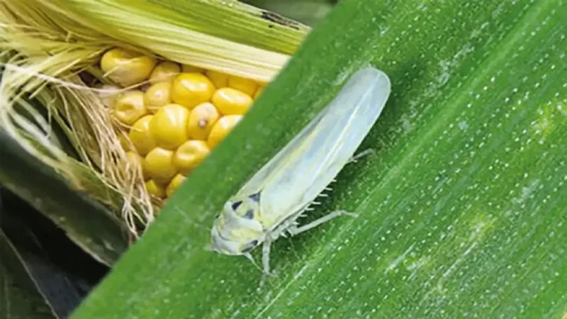 Detectan la chicharrita africana en la Argentina ¿cómo se combate?