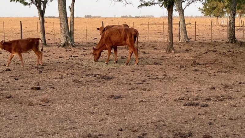Grave situación de productores ganaderos del norte santafesino